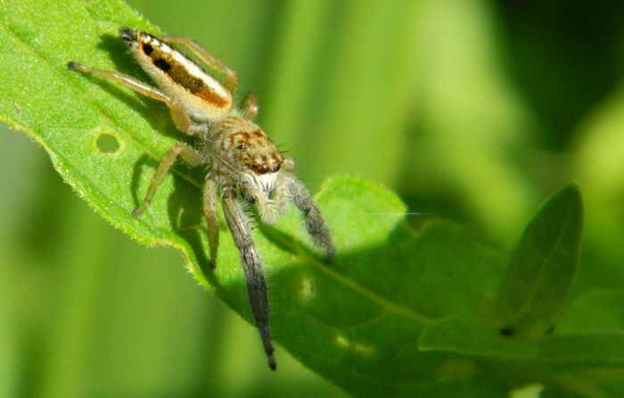 Mendoza canestrinii